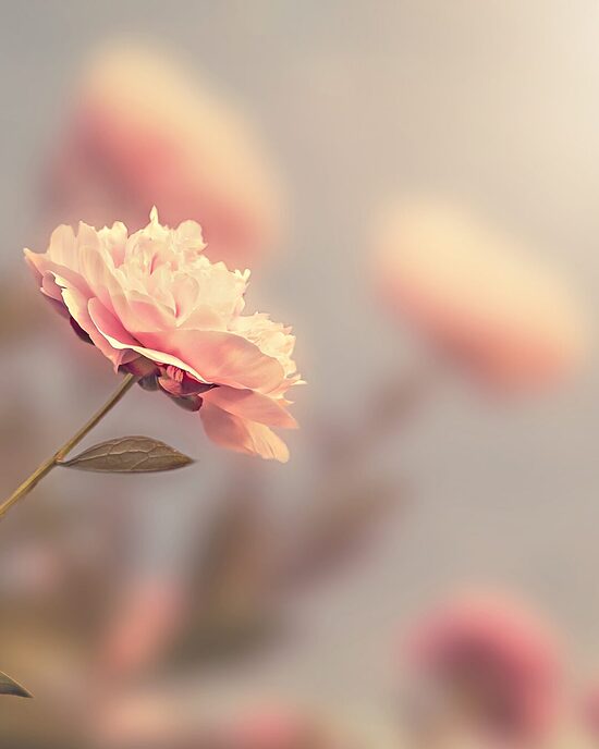 Individuelle 1:1 Healing Sessions